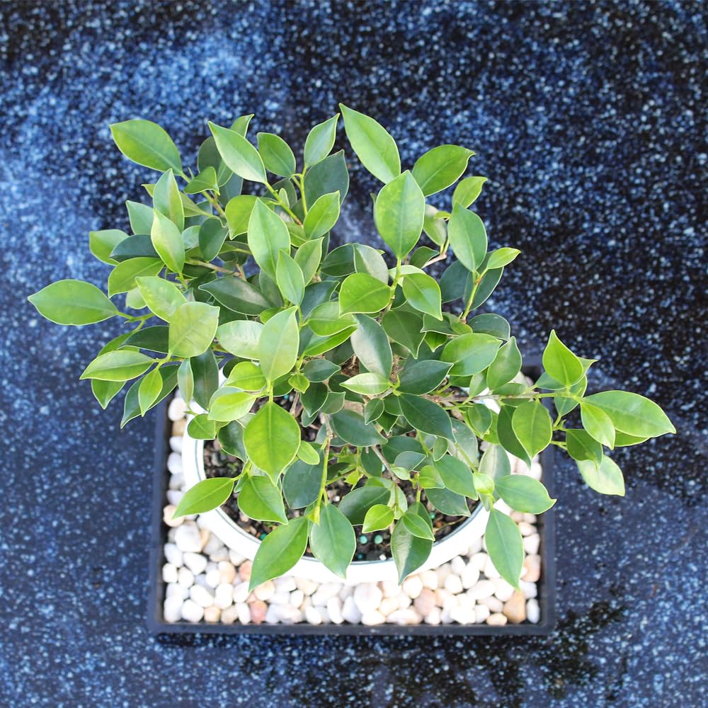 Brussel's Bonsai - Live Golden Gate Ficus Bonsai Tree with Ceramic Bonsai Pot & Humidity Tray, Indoor Bonsai Plant, 4 Years Old, 8-16 Inches Tall, Easy Care Houseplant for Home or Office (Medium)