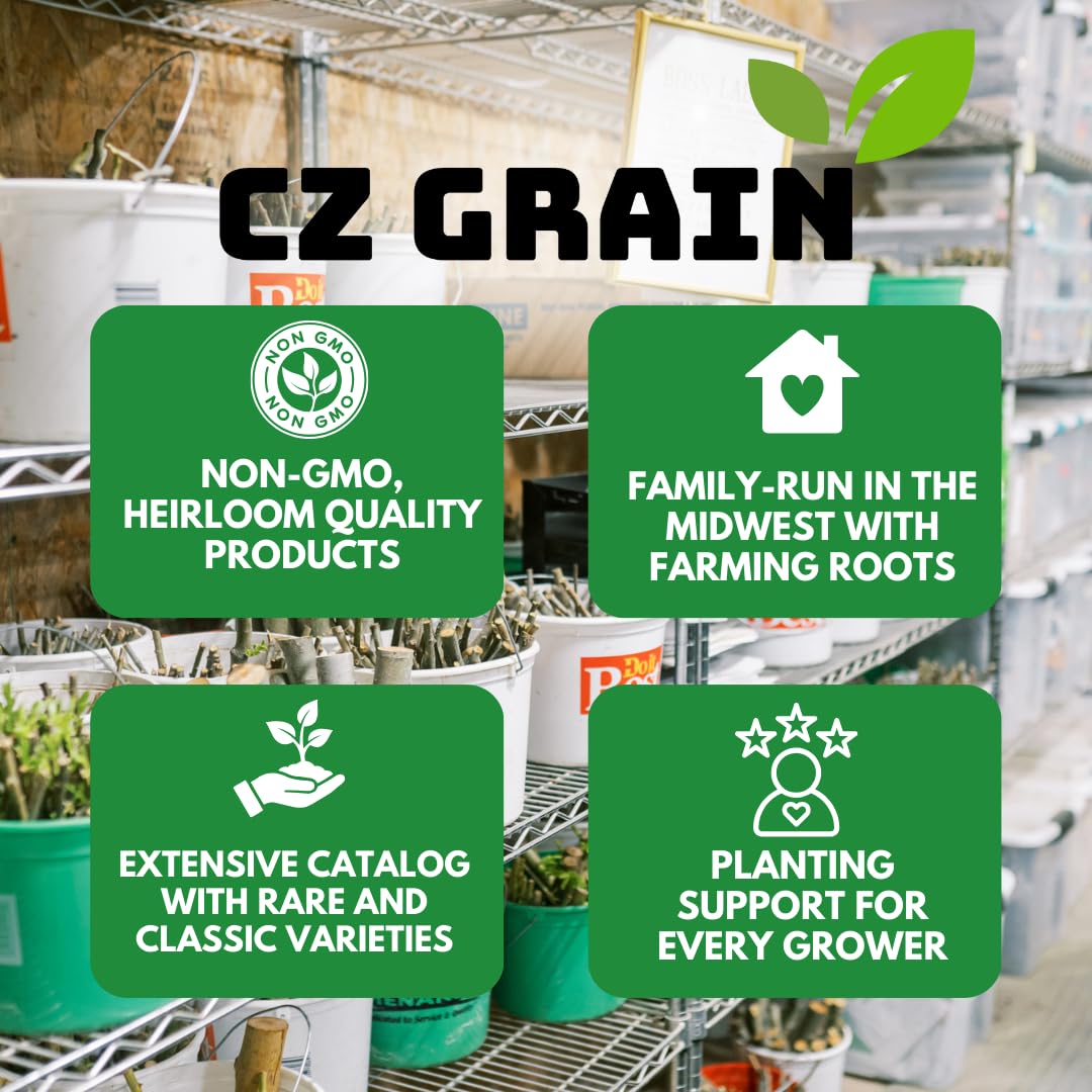 Saskatoon Serviceberry Bush Plants for Growing - (Amelanchier alnifolia) Juneberry Bushes - Hardy Edible Berry Shrubs for Backyard Gardens, Pollinator-Friendly, White Flowers (2 Plants)