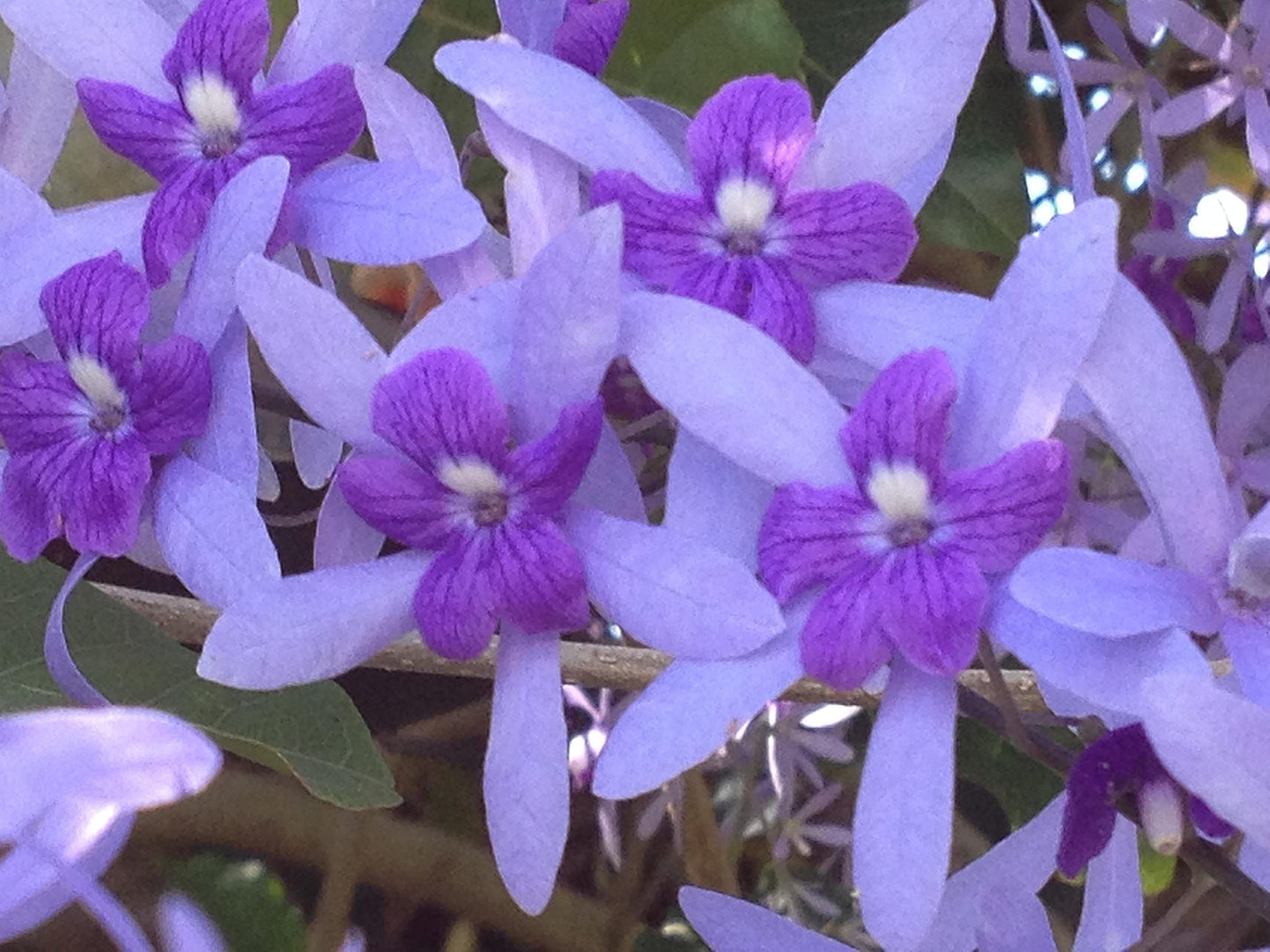 Purple Queens Wreath Sandpaper Bluebird Vine -Petrea volubilis - Live Plant - Lavender Flower - Emerald Goddess Gardens - Starter Sz 4 Inch Pot