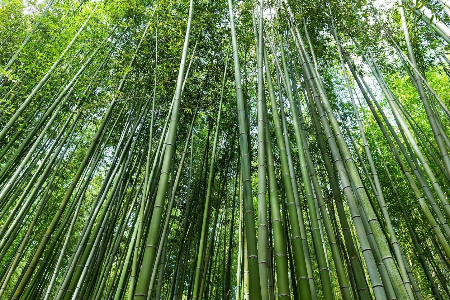 Giant Bamboo Seeds for Planting - 500+ Giant Green Bamboo Seeds Exotic and Fast Growing, Privacy Screen