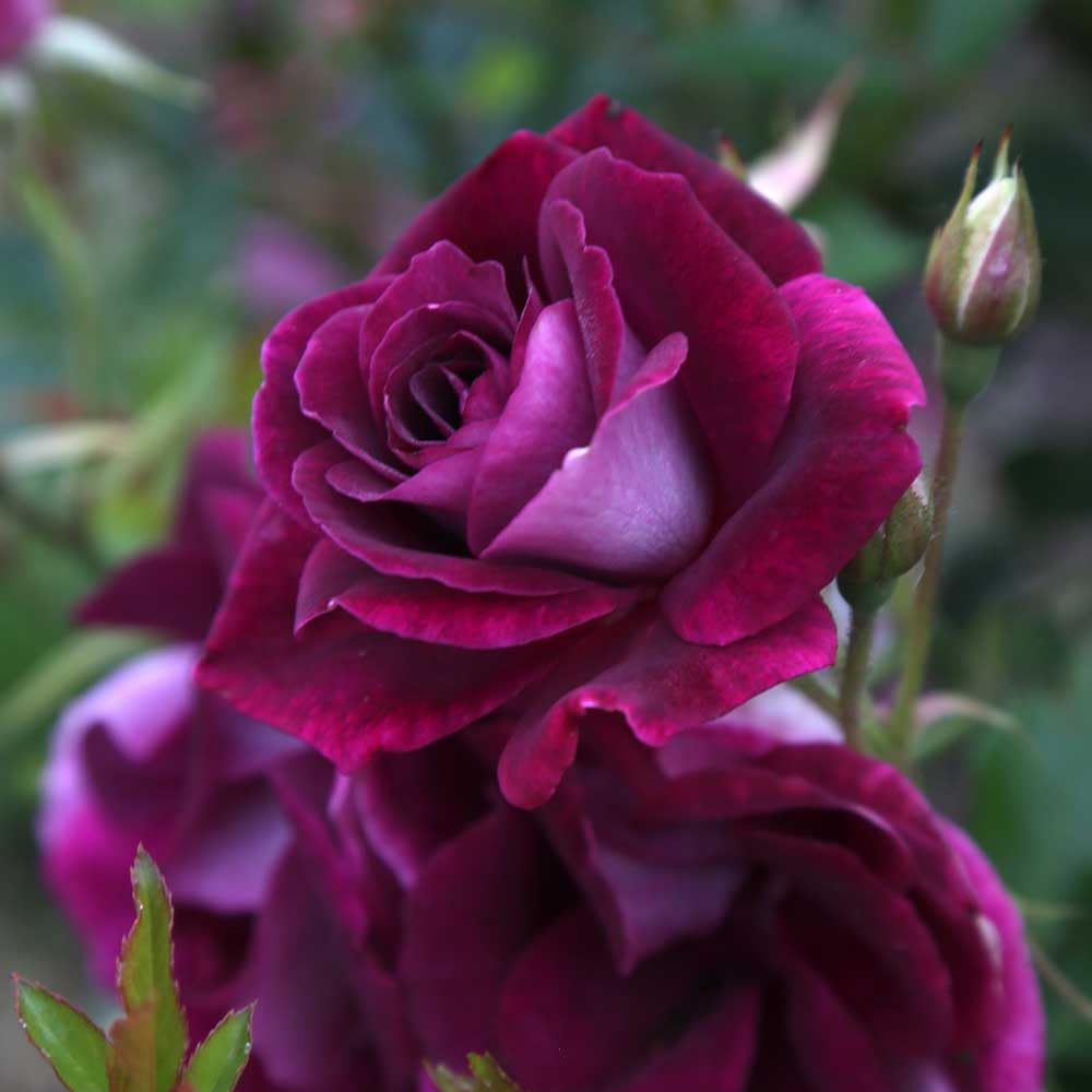 Heirloom Shrub Roses, Live Own Root Plant for Outdoor Garden, Burgundy Iceberg™, Lightly Fragrant, Hardiness Zones: 6-10, Continual Blooming