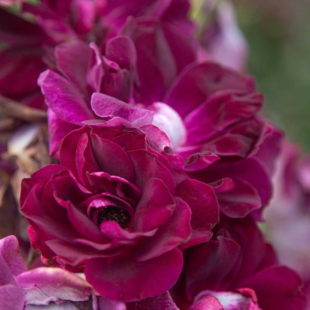 Heirloom Shrub Roses, Live Own Root Plant for Outdoor Garden, Burgundy Iceberg™, Lightly Fragrant, Hardiness Zones: 6-10, Continual Blooming