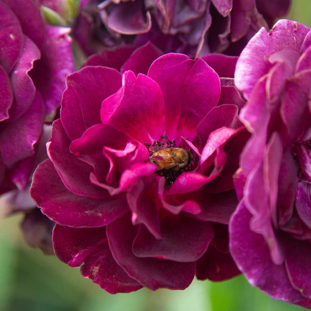 Heirloom Shrub Roses, Live Own Root Plant for Outdoor Garden, Burgundy Iceberg™, Lightly Fragrant, Hardiness Zones: 6-10, Continual Blooming