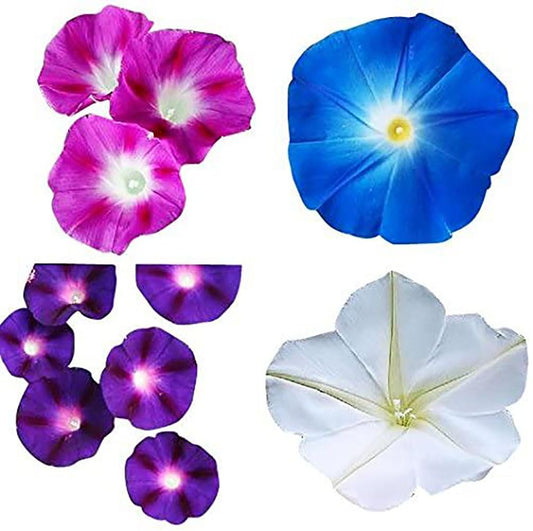 Mixed Morning Glory Seeds for Planting – Blue, Purple, White, and Rose Climbing Vine Flowers – Attracts Butterflies & Hummingbirds – Fast-Growing Vine – Grown in the USA