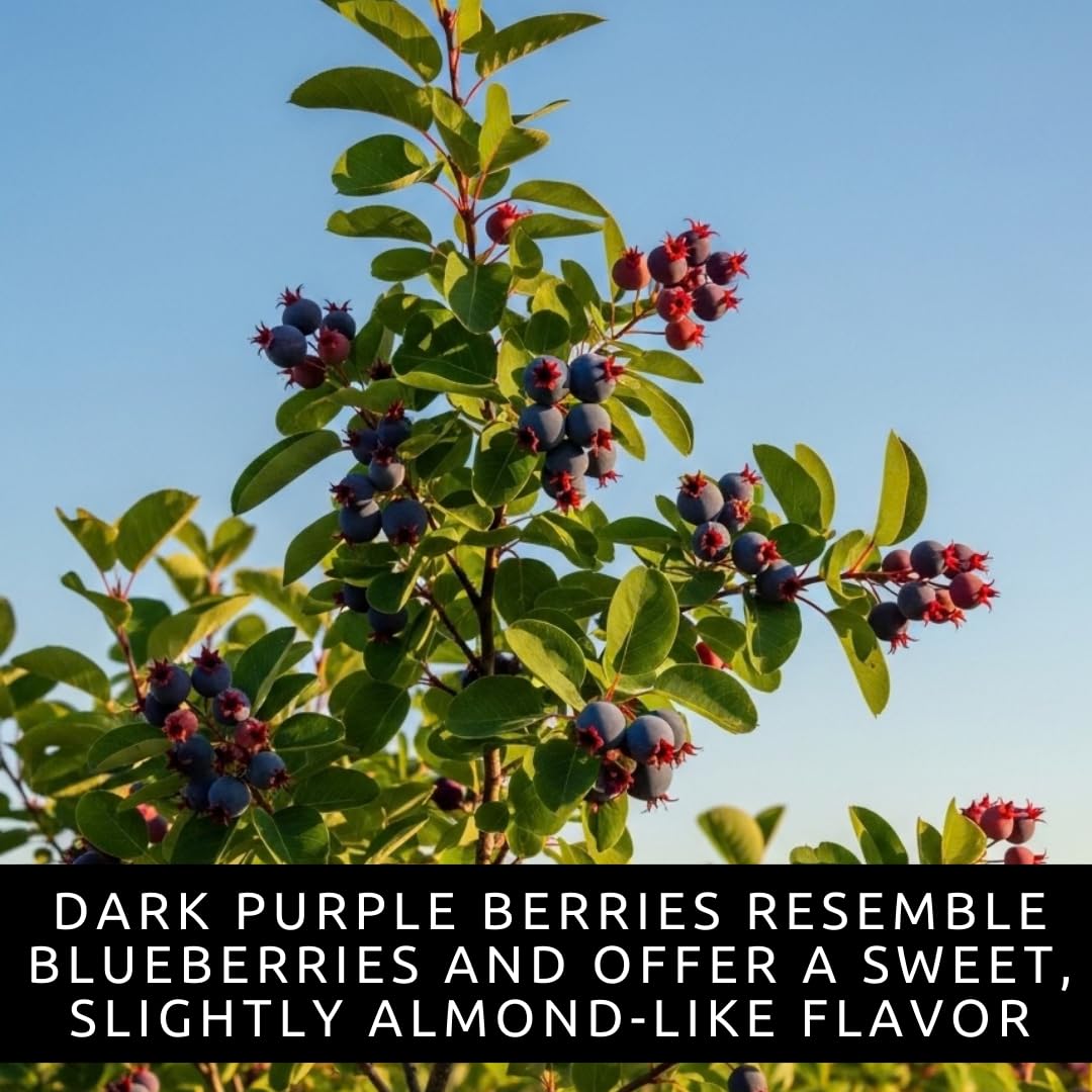 Saskatoon Serviceberry Bush Plants for Growing - (Amelanchier alnifolia) Juneberry Bushes - Hardy Edible Berry Shrubs for Backyard Gardens, Pollinator-Friendly, White Flowers (2 Plants)
