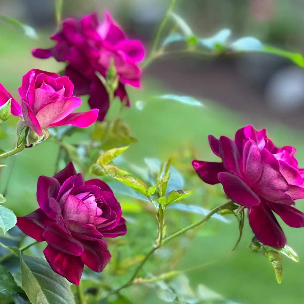 Heirloom Shrub Roses, Live Own Root Plant for Outdoor Garden, Burgundy Iceberg™, Lightly Fragrant, Hardiness Zones: 6-10, Continual Blooming