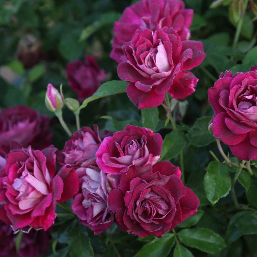 Heirloom Shrub Roses, Live Own Root Plant for Outdoor Garden, Burgundy Iceberg™, Lightly Fragrant, Hardiness Zones: 6-10, Continual Blooming