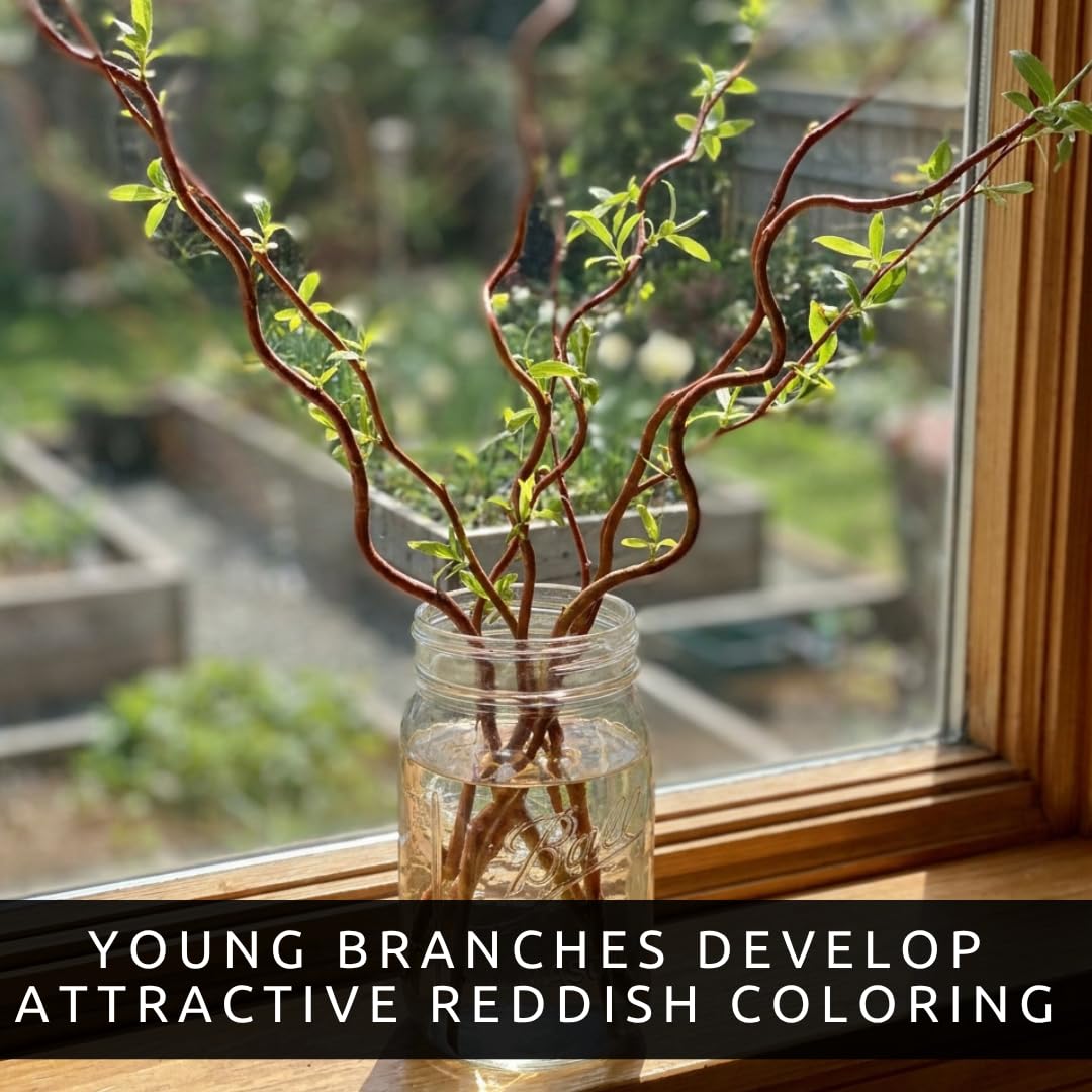 Scarlet Curly Willow Cuttings to Plant - Vibrant Red Corkscrew Willow | Fast Growing Ornamental Tree | Live Dormant Hardwood Starts (2 Cuttings)