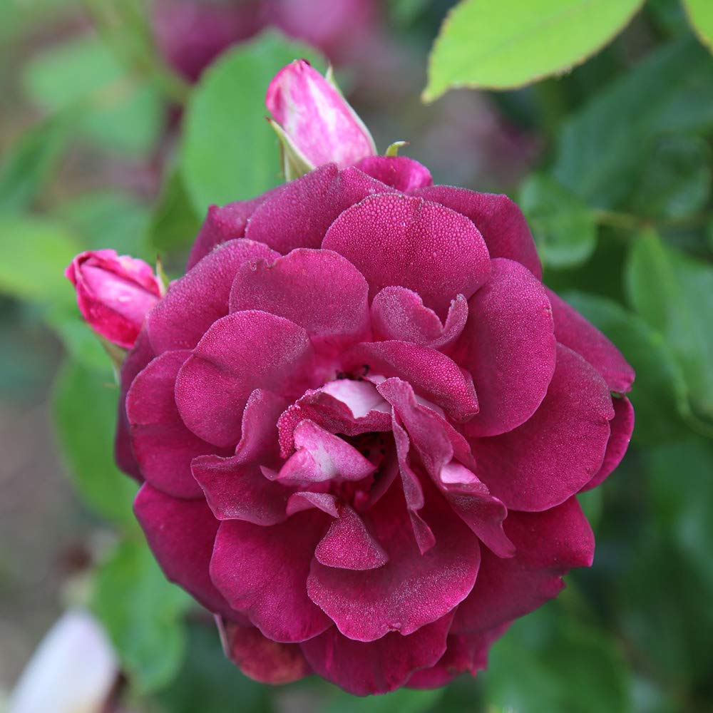 Heirloom Shrub Roses, Live Own Root Plant for Outdoor Garden, Burgundy Iceberg™, Lightly Fragrant, Hardiness Zones: 6-10, Continual Blooming