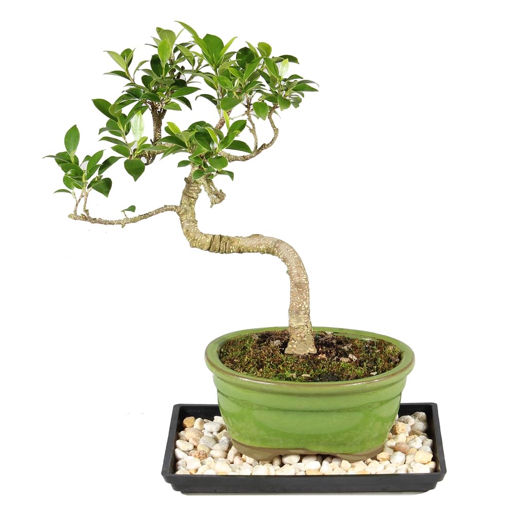 Brussel's Bonsai - Live Golden Gate Ficus Bonsai Tree with Ceramic Bonsai Pot & Humidity Tray, Indoor Bonsai Plant, 4 Years Old, 8-16 Inches Tall, Easy Care Houseplant for Home or Office (Medium)