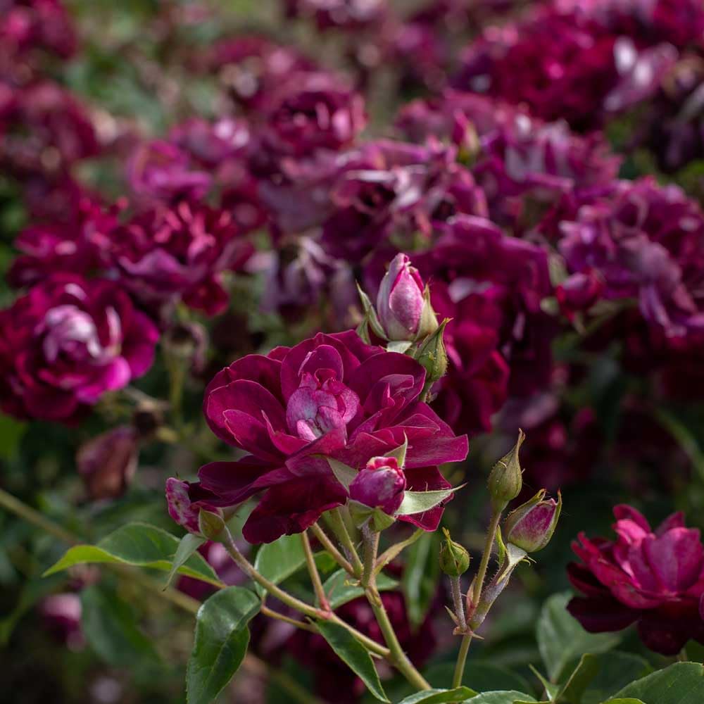 Heirloom Shrub Roses, Live Own Root Plant for Outdoor Garden, Burgundy Iceberg™, Lightly Fragrant, Hardiness Zones: 6-10, Continual Blooming