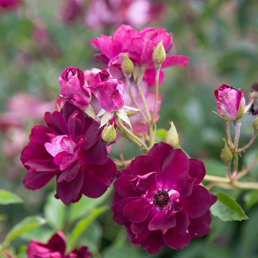 Heirloom Shrub Roses, Live Own Root Plant for Outdoor Garden, Burgundy Iceberg™, Lightly Fragrant, Hardiness Zones: 6-10, Continual Blooming