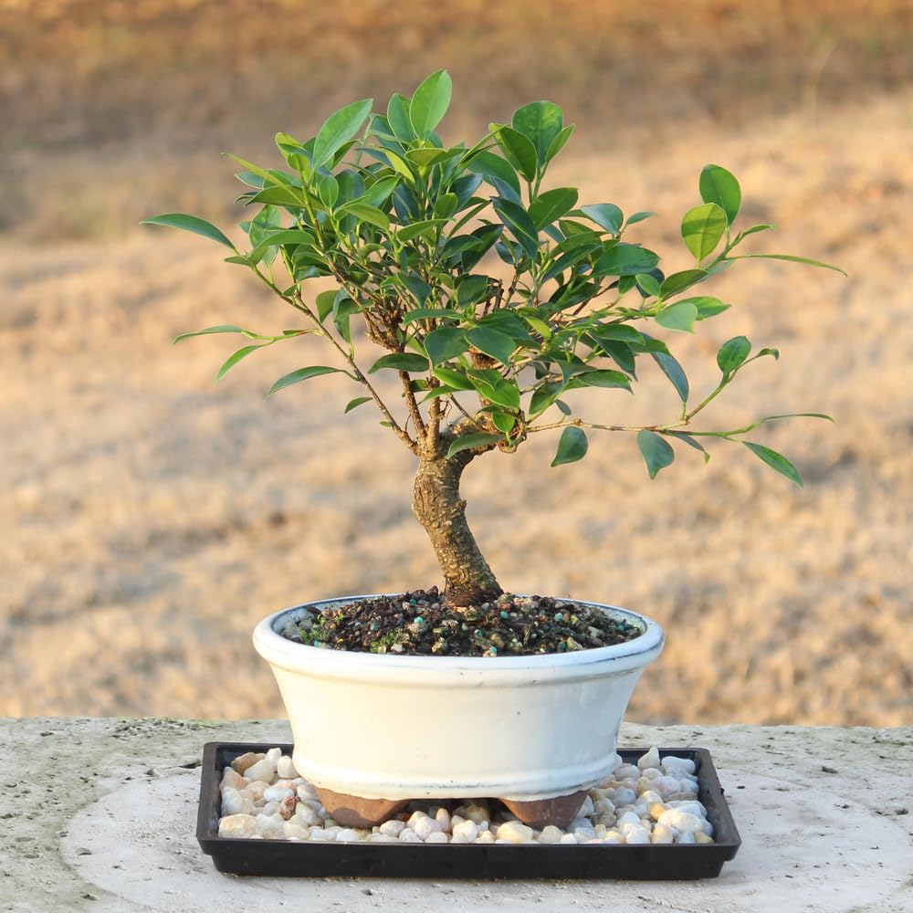 Brussel's Bonsai - Live Golden Gate Ficus Bonsai Tree with Ceramic Bonsai Pot & Humidity Tray, Indoor Bonsai Plant, 4 Years Old, 8-16 Inches Tall, Easy Care Houseplant for Home or Office (Medium)