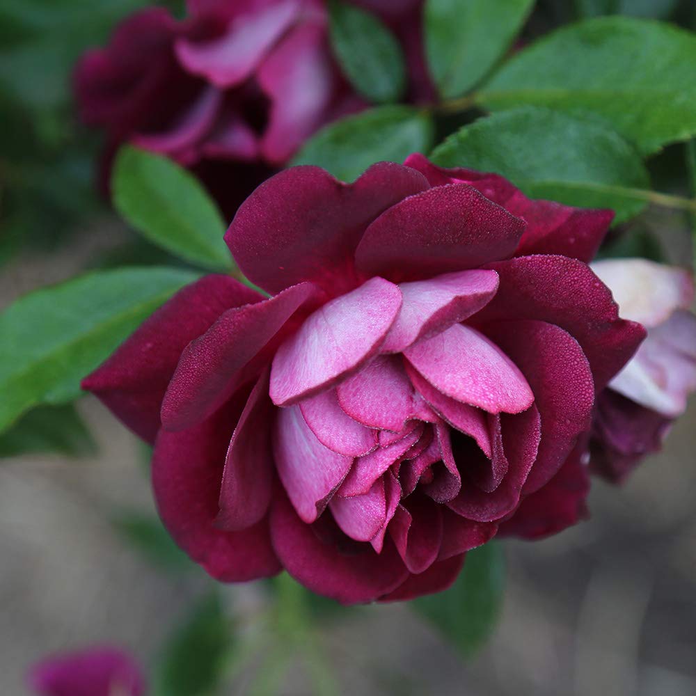 Heirloom Shrub Roses, Live Own Root Plant for Outdoor Garden, Burgundy Iceberg™, Lightly Fragrant, Hardiness Zones: 6-10, Continual Blooming