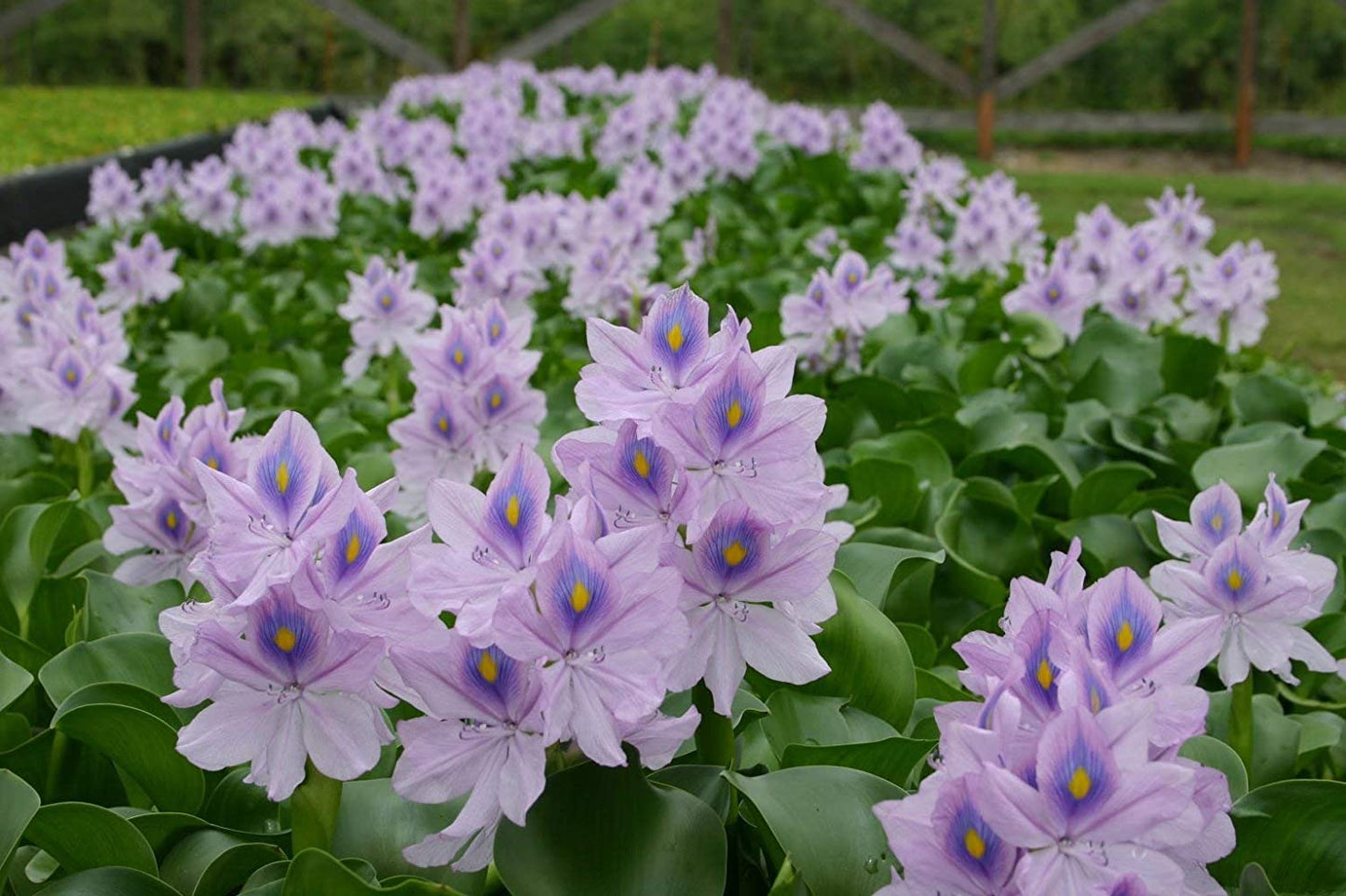 Floating Flowering Plant, Common Water Hyacinth, 1 Count