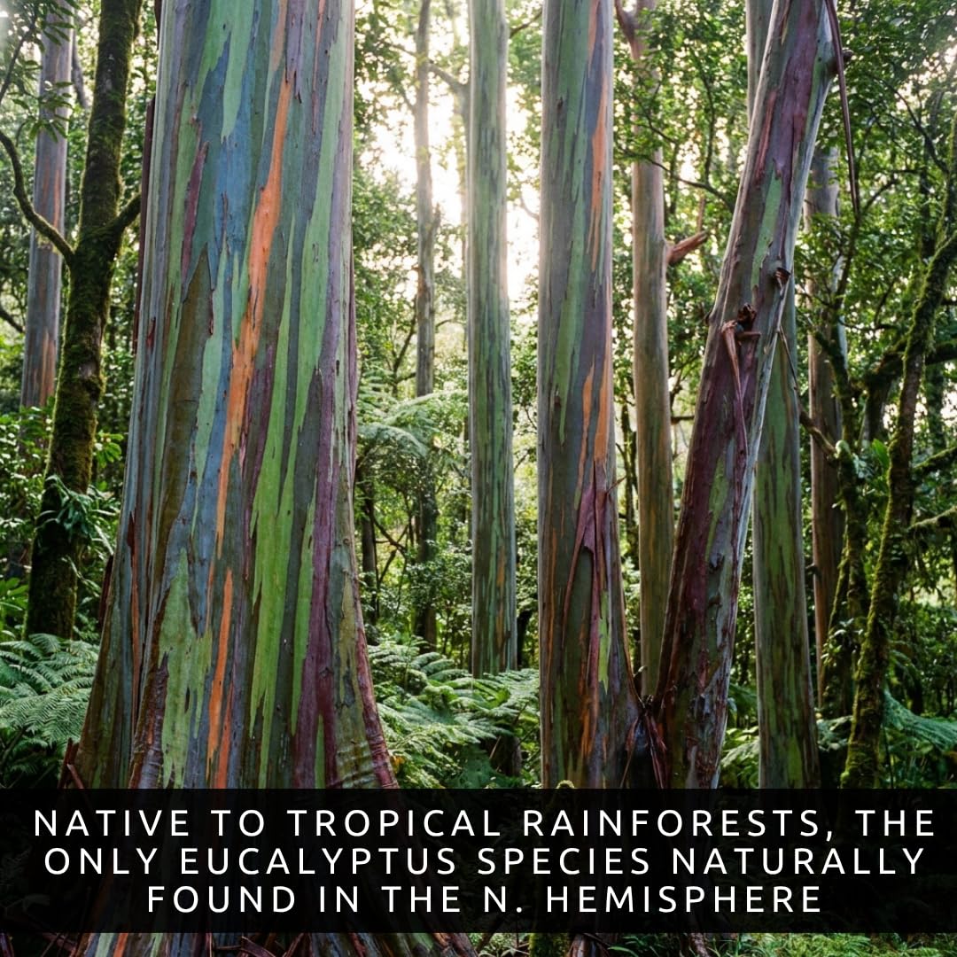 Rainbow Eucalyptus Tree Seeds - 50 Seeds - Stunning Colored Bark - Eucalyptus deglupta