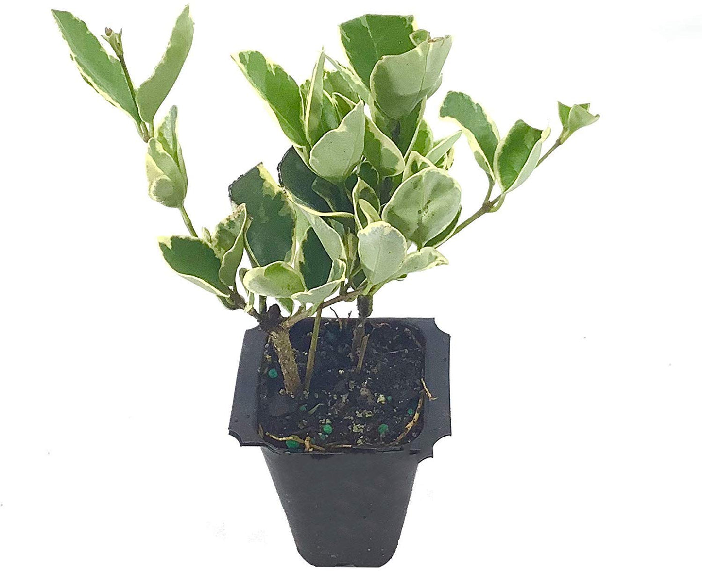 Ligustrum Japonicum Jack Frost Privet - 50 Live Plants - Variegated Evergreen Hedge