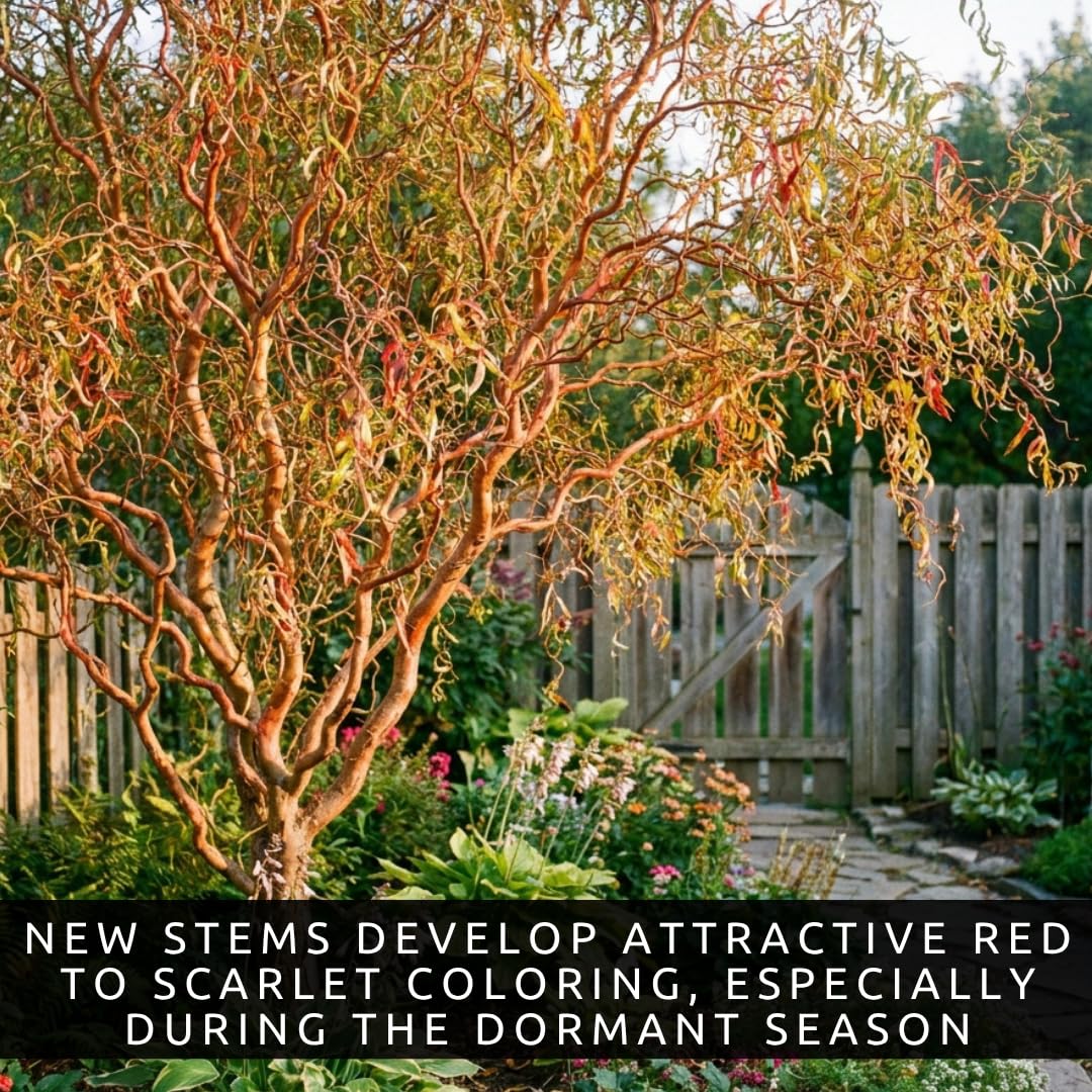 Scarlet Curly Willow Cuttings to Plant - Vibrant Red Corkscrew Willow | Fast Growing Ornamental Tree | Live Dormant Hardwood Starts (2 Cuttings)