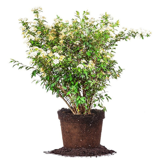 Perfect Plants Bridal Wreath Spirea in 3 Gallon Pot | Live Flowering Shrub | Spiraea prunifolia | Deer Resistant & Pollinator Friendly | White Blooms in Spring | Thrives in Grow Zones 4-9