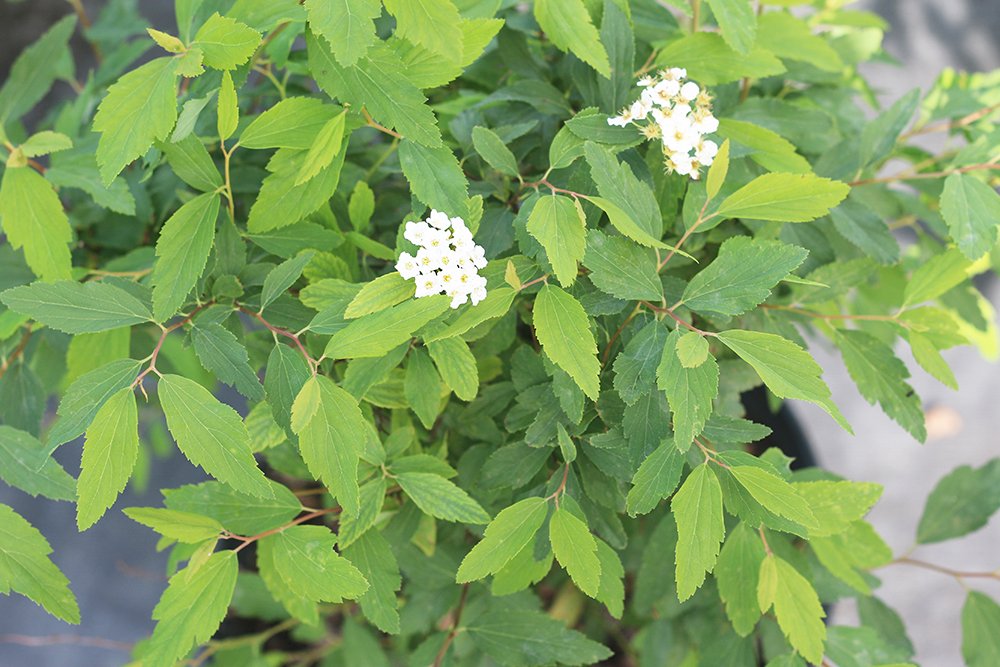 Perfect Plants Bridal Wreath Spirea in 3 Gallon Pot | Live Flowering Shrub | Spiraea prunifolia | Deer Resistant & Pollinator Friendly | White Blooms in Spring | Thrives in Grow Zones 4-9