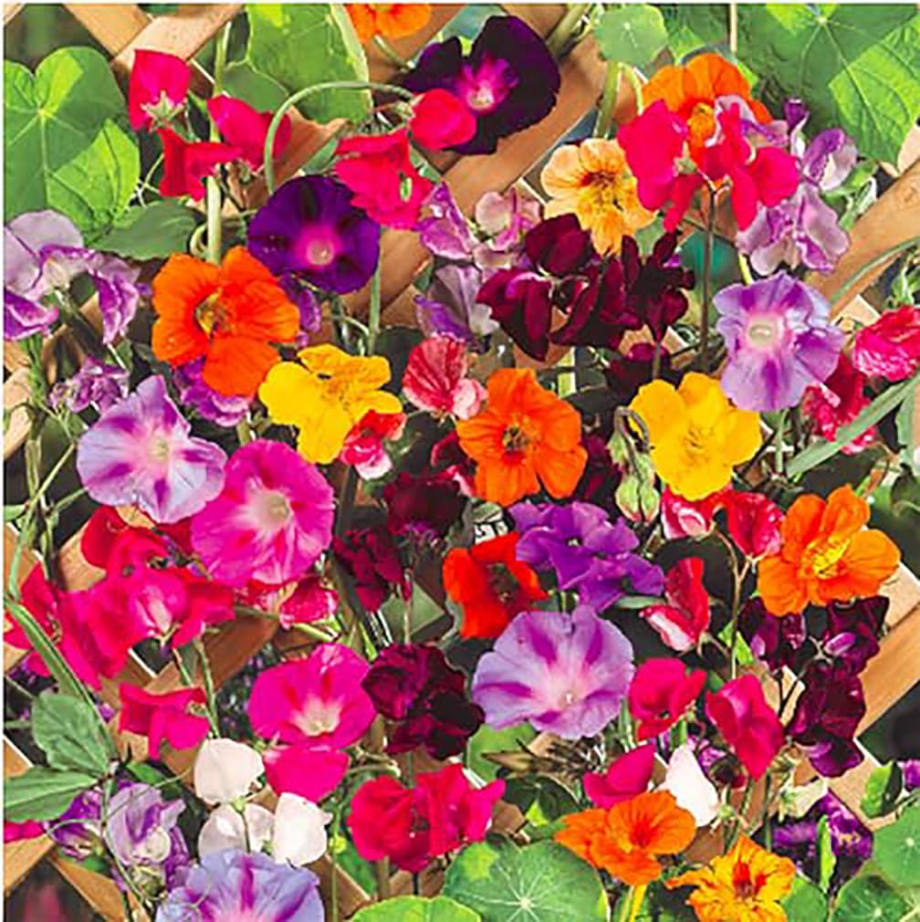 Marde Ross & Company Climbing Vines Seeds, Colorful Mixture
