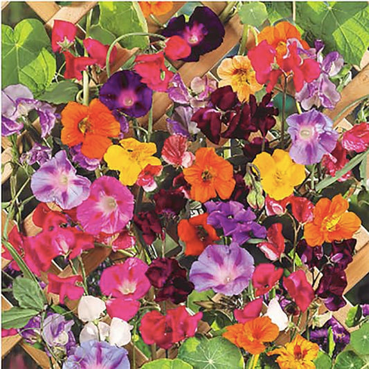 Marde Ross & Company Climbing Vines Seeds, Colorful Mixture