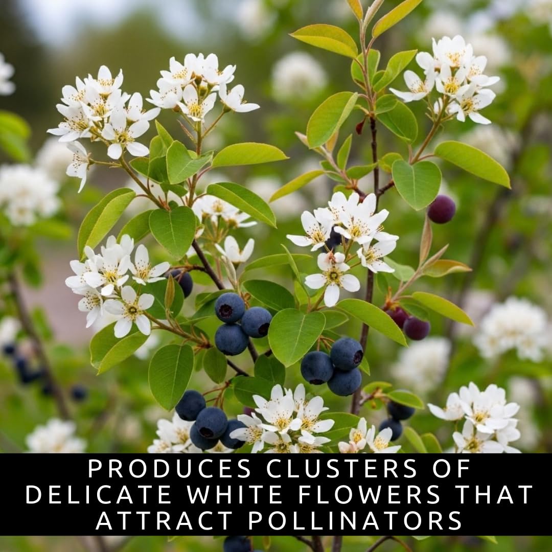 Saskatoon Serviceberry Bush Plants for Growing - (Amelanchier alnifolia) Juneberry Bushes - Hardy Edible Berry Shrubs for Backyard Gardens, Pollinator-Friendly, White Flowers (2 Plants)