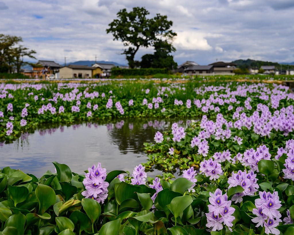 Floating Flowering Plant, Common Water Hyacinth, 1 Count