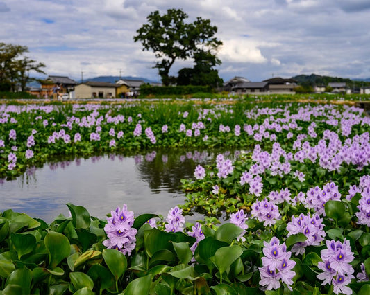 Floating Flowering Plant, Common Water Hyacinth, 1 Count