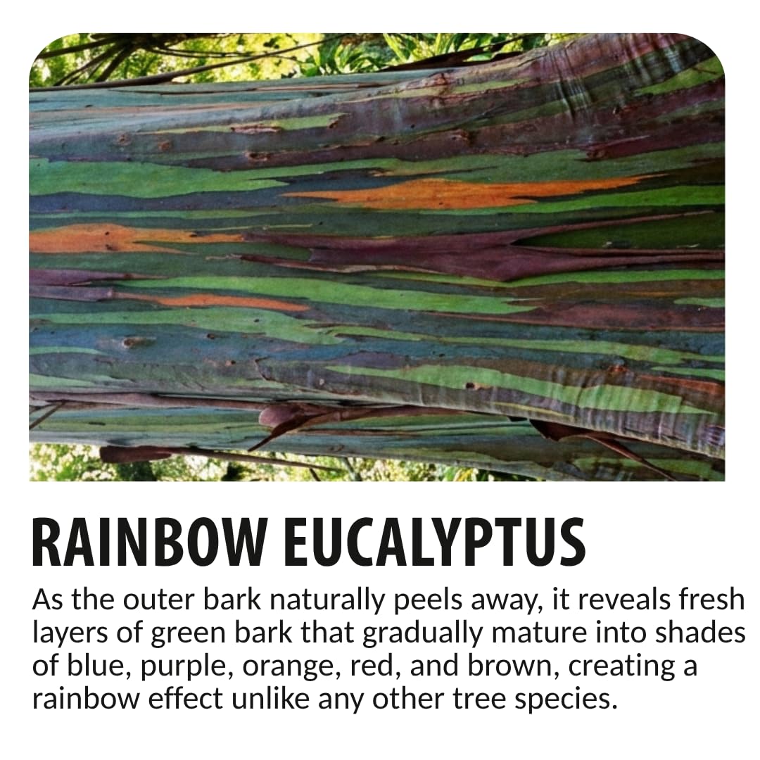 Rainbow Eucalyptus Tree Seeds - 50 Seeds - Stunning Colored Bark - Eucalyptus deglupta