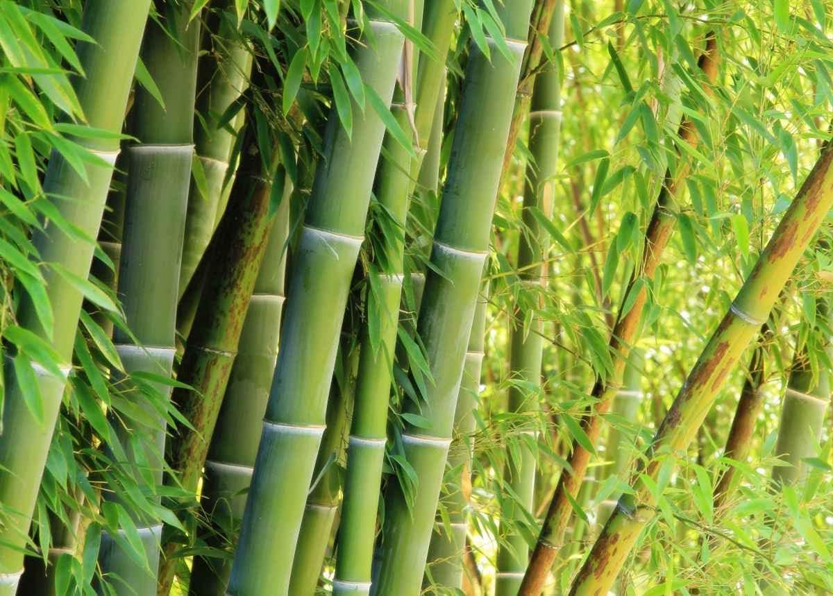 Giant Bamboo Seeds for Planting - 500+ Giant Green Bamboo Seeds Exotic and Fast Growing, Privacy Screen