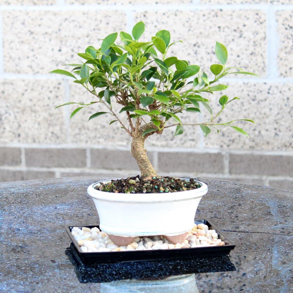 Brussel's Bonsai - Live Golden Gate Ficus Bonsai Tree with Ceramic Bonsai Pot & Humidity Tray, Indoor Bonsai Plant, 4 Years Old, 8-16 Inches Tall, Easy Care Houseplant for Home or Office (Medium)