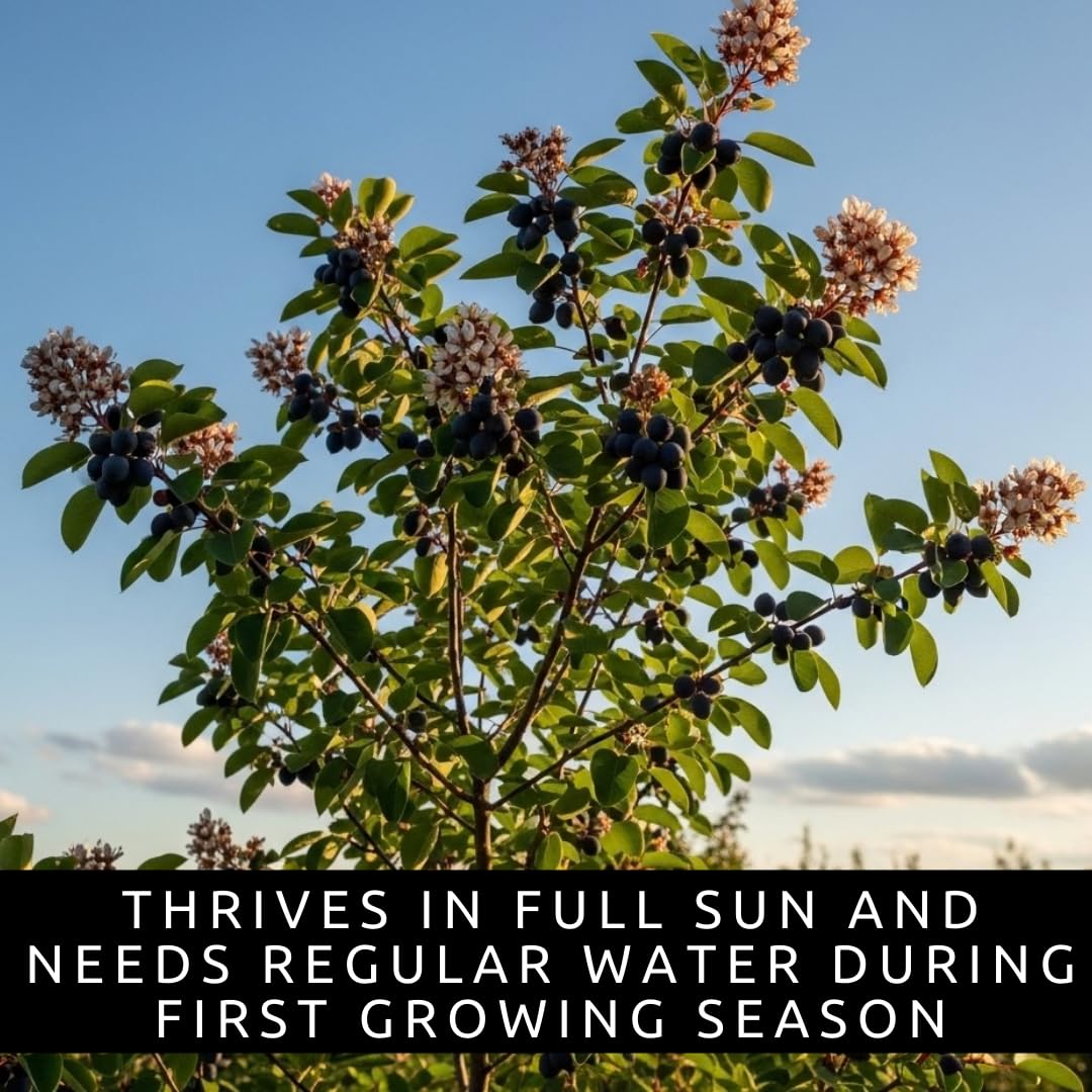 Saskatoon Serviceberry Bush Plants for Growing - (Amelanchier alnifolia) Juneberry Bushes - Hardy Edible Berry Shrubs for Backyard Gardens, Pollinator-Friendly, White Flowers (2 Plants)