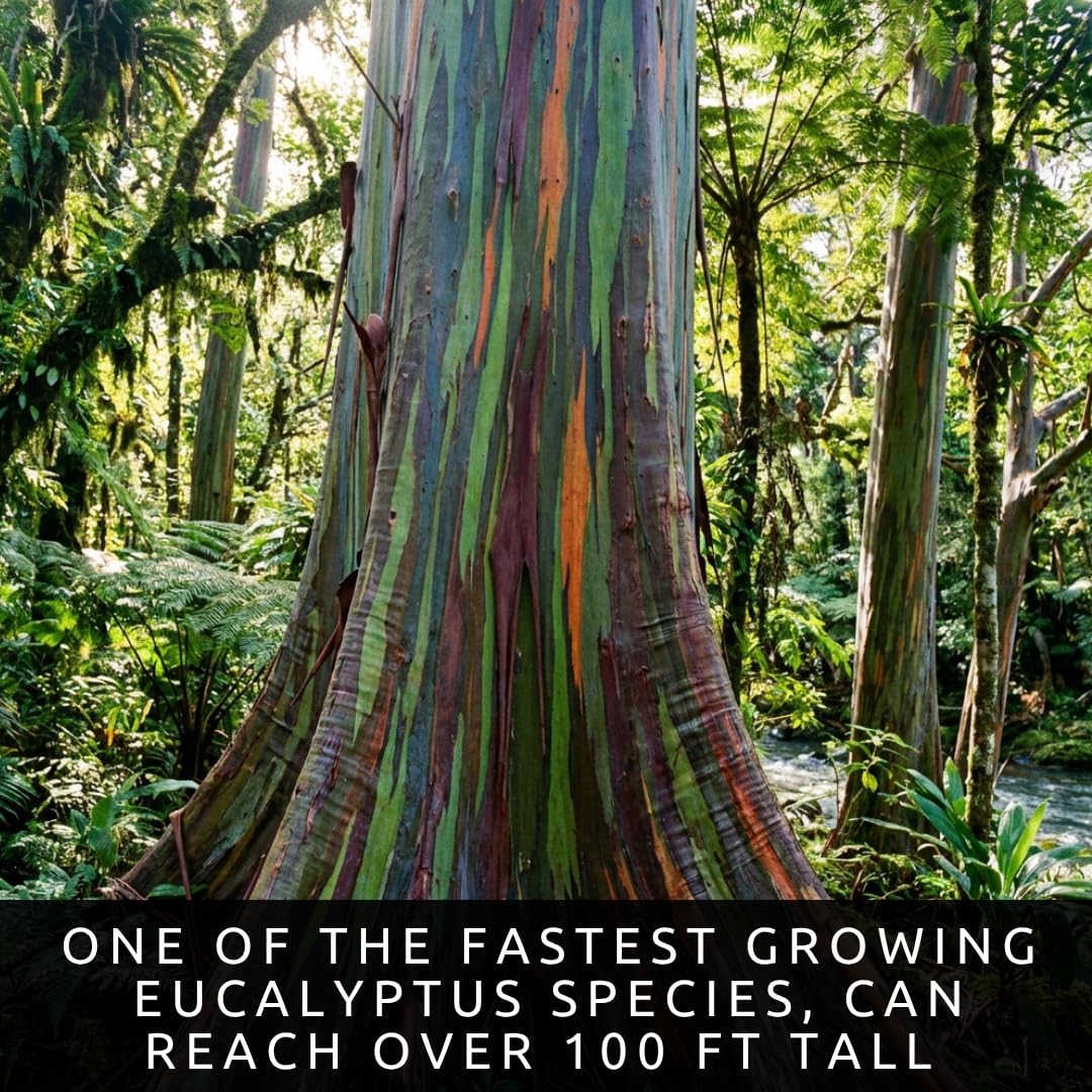 Rainbow Eucalyptus Tree Seeds - 50 Seeds - Stunning Colored Bark - Eucalyptus deglupta
