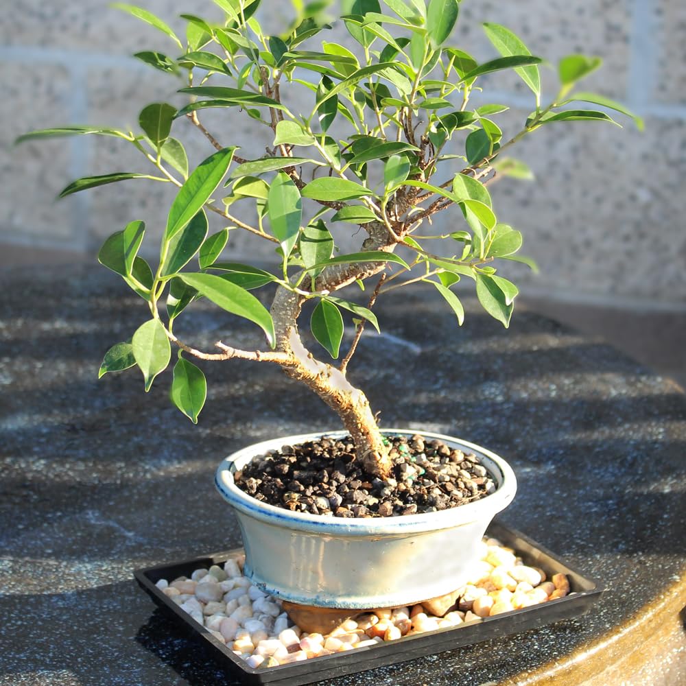 Brussel's Bonsai - Live Golden Gate Ficus Bonsai Tree with Ceramic Bonsai Pot & Humidity Tray, Indoor Bonsai Plant, 4 Years Old, 8-16 Inches Tall, Easy Care Houseplant for Home or Office (Medium)