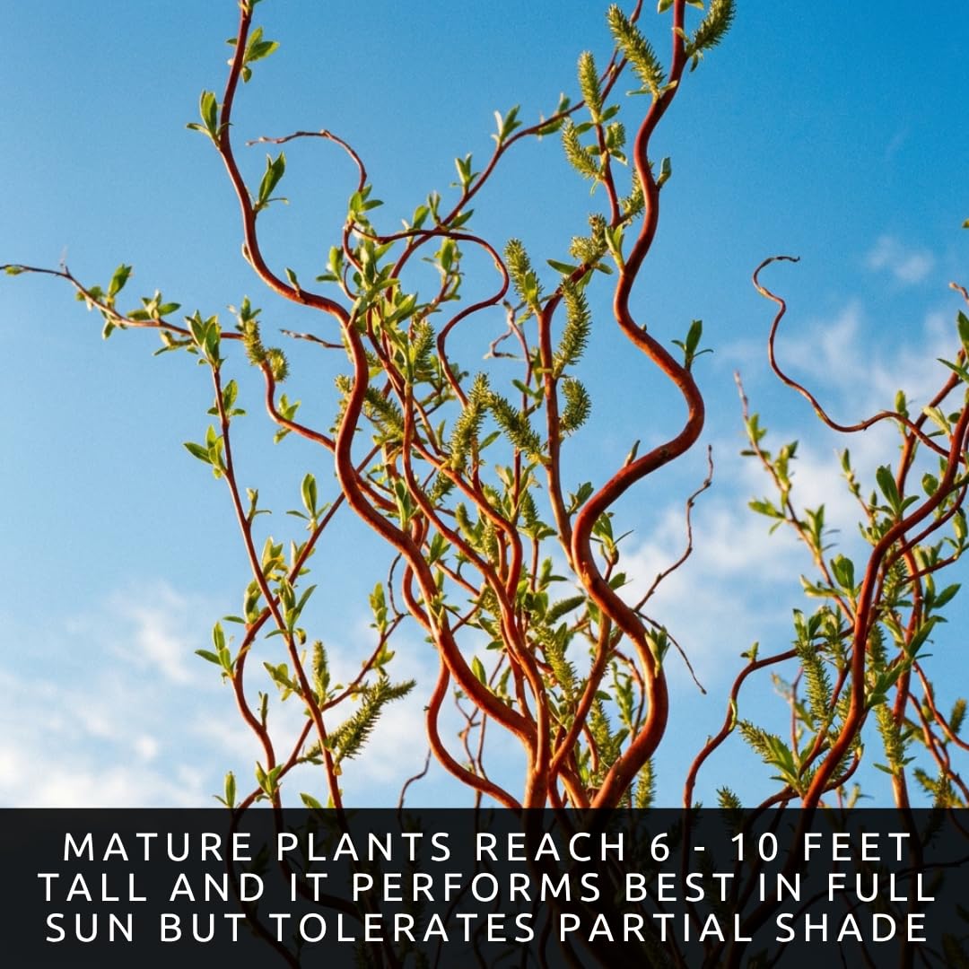 Scarlet Curly Willow Cuttings to Plant - Vibrant Red Corkscrew Willow | Fast Growing Ornamental Tree | Live Dormant Hardwood Starts (2 Cuttings)