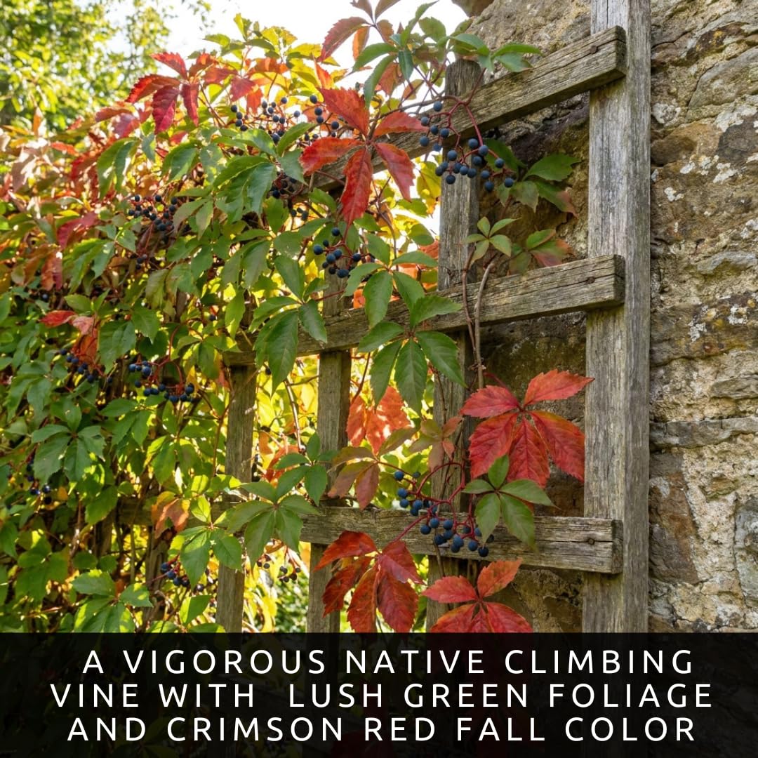 3 Virginia Creeper Live Bare Root Plants | Fast Growing Climbing Vine Rootstock for Planting | Hardy Parthenocissus quinquefolia Vine for Fences, Walls & Privacy Coverage (3 Plants)