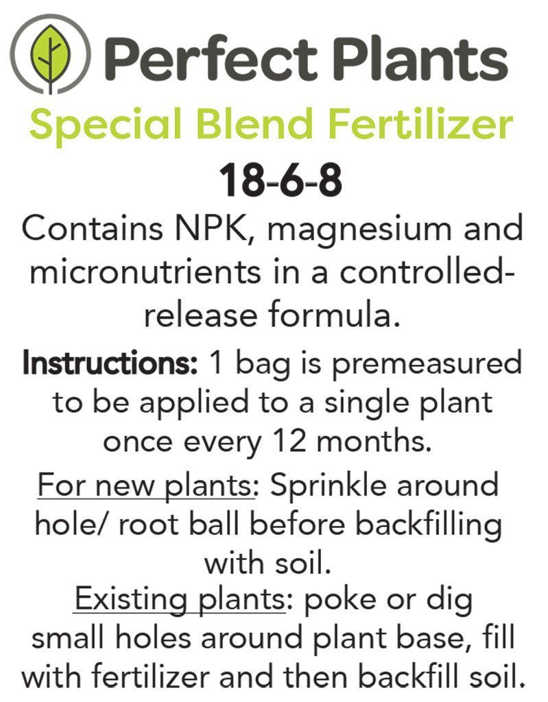 Perfect Plants Bridal Wreath Spirea in 3 Gallon Pot | Live Flowering Shrub | Spiraea prunifolia | Deer Resistant & Pollinator Friendly | White Blooms in Spring | Thrives in Grow Zones 4-9