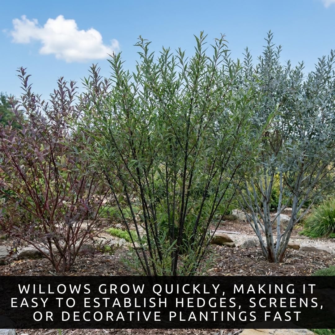 Colorful Willow Bush Cuttings Kit | 15 Live Cutting's for Planting | 5 Blackskin, 5 Purple Continental & 5 Blue Bark Willow Cuttings | Fast Growing Ornamental Shrubs for Landscaping & Privacy