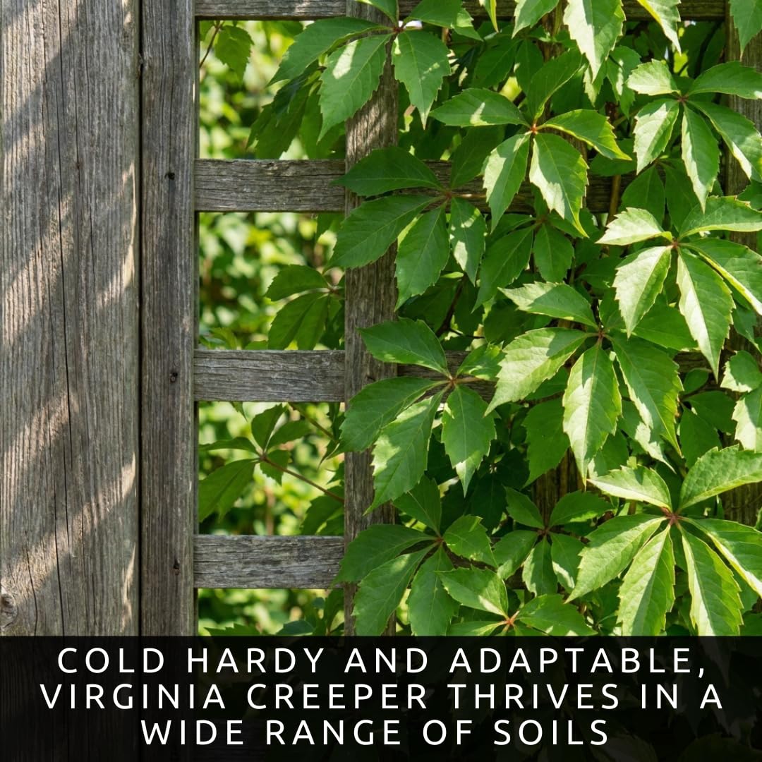 3 Virginia Creeper Live Bare Root Plants | Fast Growing Climbing Vine Rootstock for Planting | Hardy Parthenocissus quinquefolia Vine for Fences, Walls & Privacy Coverage (3 Plants)