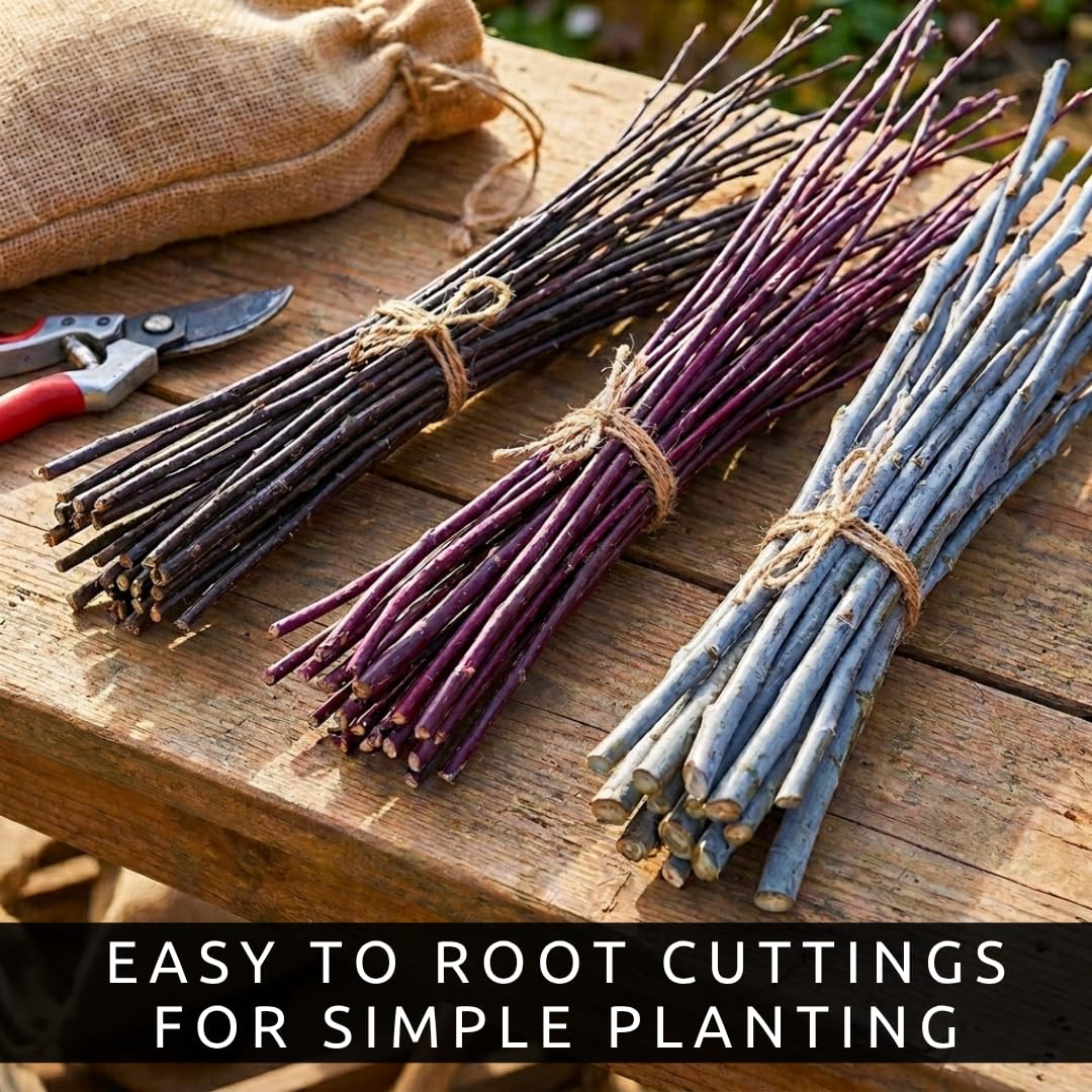 Colorful Willow Bush Cuttings Kit | 15 Live Cutting's for Planting | 5 Blackskin, 5 Purple Continental & 5 Blue Bark Willow Cuttings | Fast Growing Ornamental Shrubs for Landscaping & Privacy