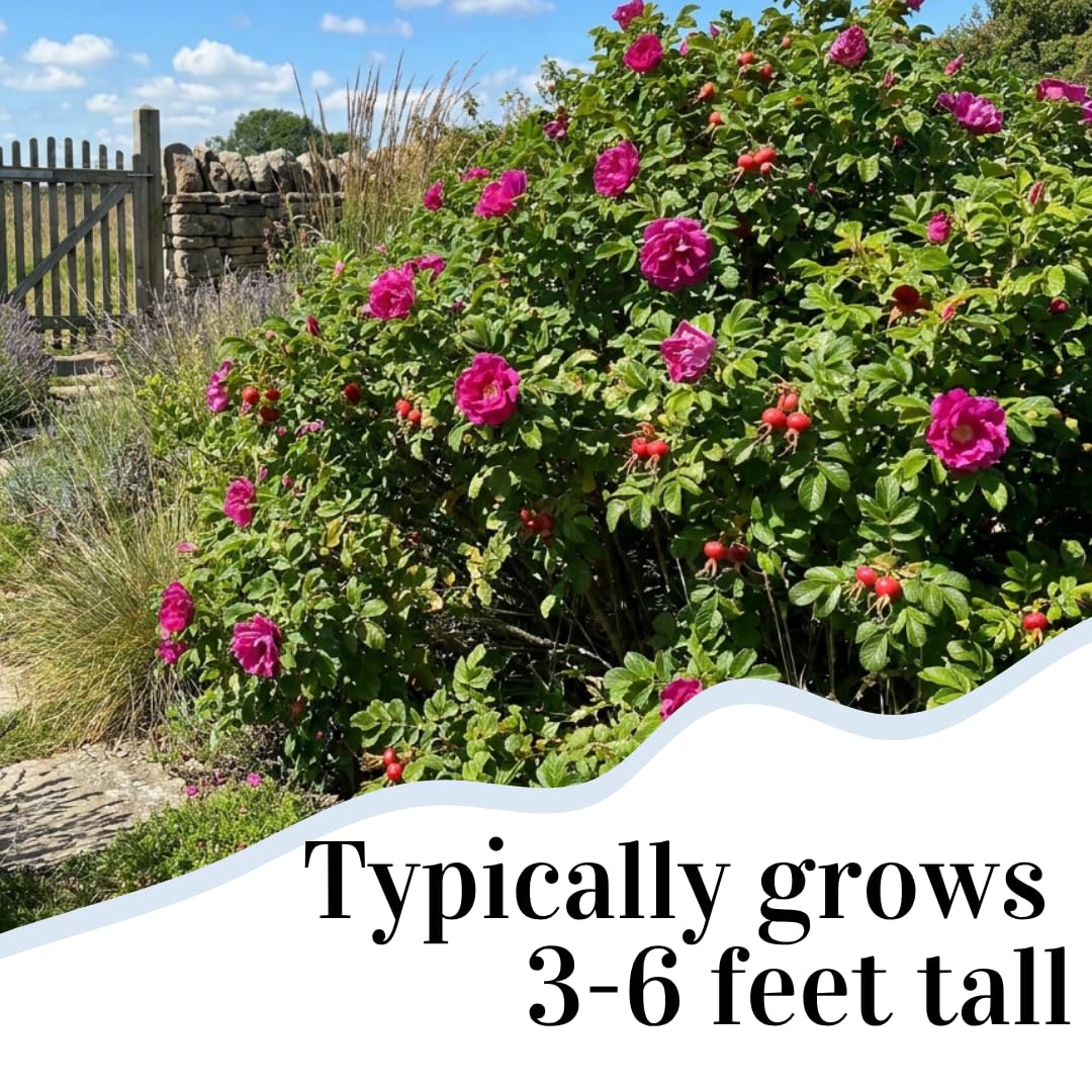 2 Pink Japanese Rose Live Plants – Hardy Fragrant Pink Rugosa Rose Bush – Perennial Flowering Shrub for Garden & Landscape – Easy to Grow Rose Plant (2 Plants)