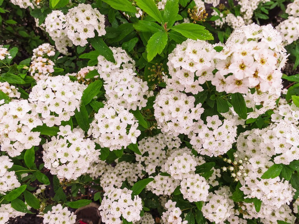 Perfect Plants Bridal Wreath Spirea in 3 Gallon Pot | Live Flowering Shrub | Spiraea prunifolia | Deer Resistant & Pollinator Friendly | White Blooms in Spring | Thrives in Grow Zones 4-9