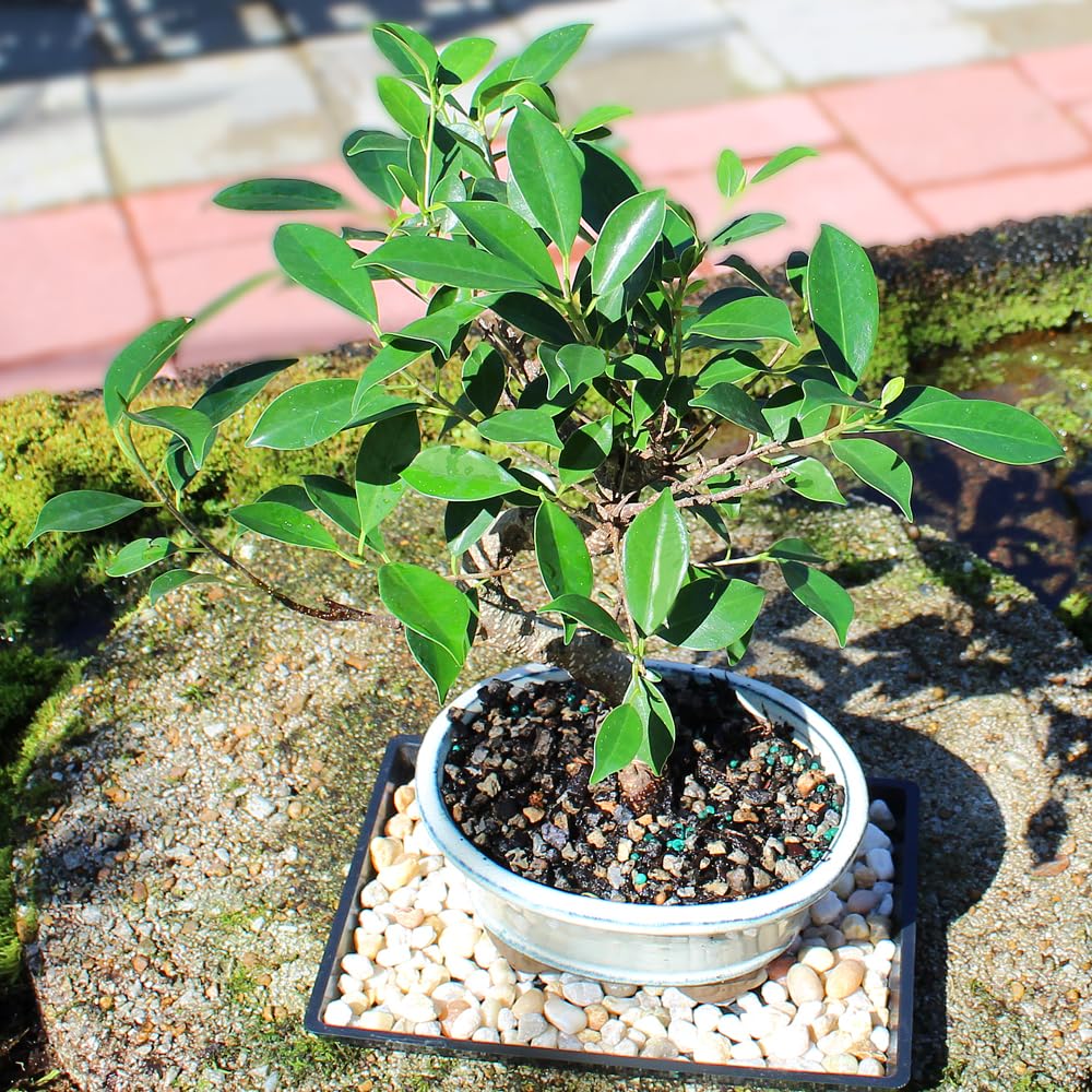 Brussel's Bonsai - Live Golden Gate Ficus Bonsai Tree with Ceramic Bonsai Pot & Humidity Tray, Indoor Bonsai Plant, 4 Years Old, 8-16 Inches Tall, Easy Care Houseplant for Home or Office (Medium)
