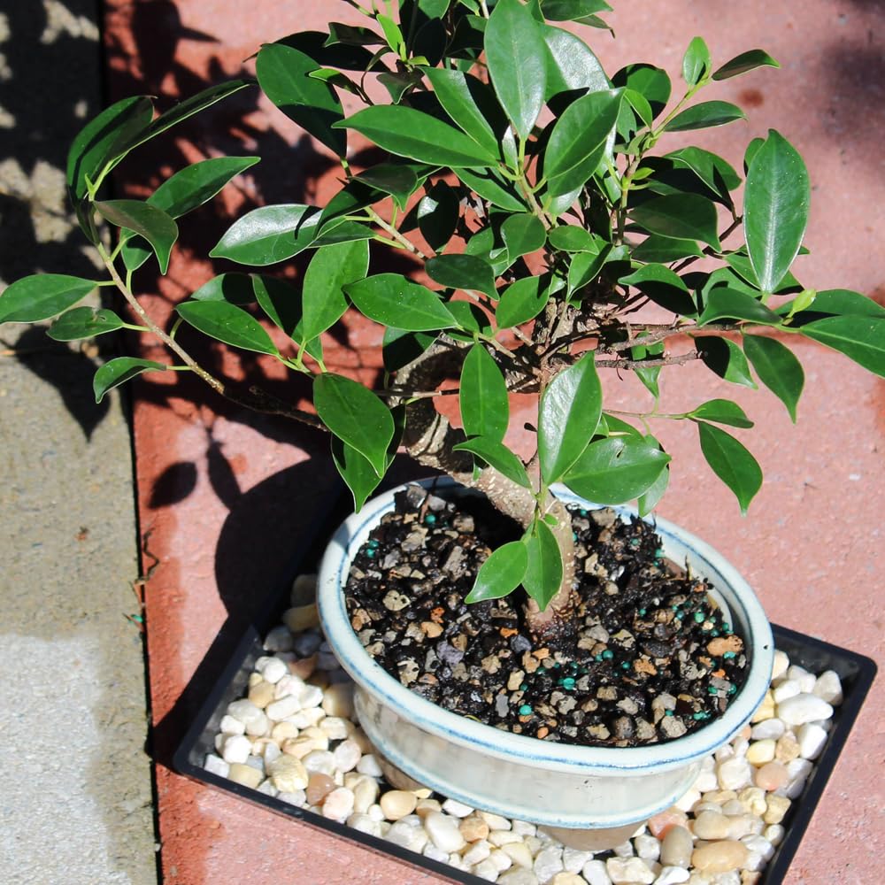 Brussel's Bonsai - Live Golden Gate Ficus Bonsai Tree with Ceramic Bonsai Pot & Humidity Tray, Indoor Bonsai Plant, 4 Years Old, 8-16 Inches Tall, Easy Care Houseplant for Home or Office (Medium)