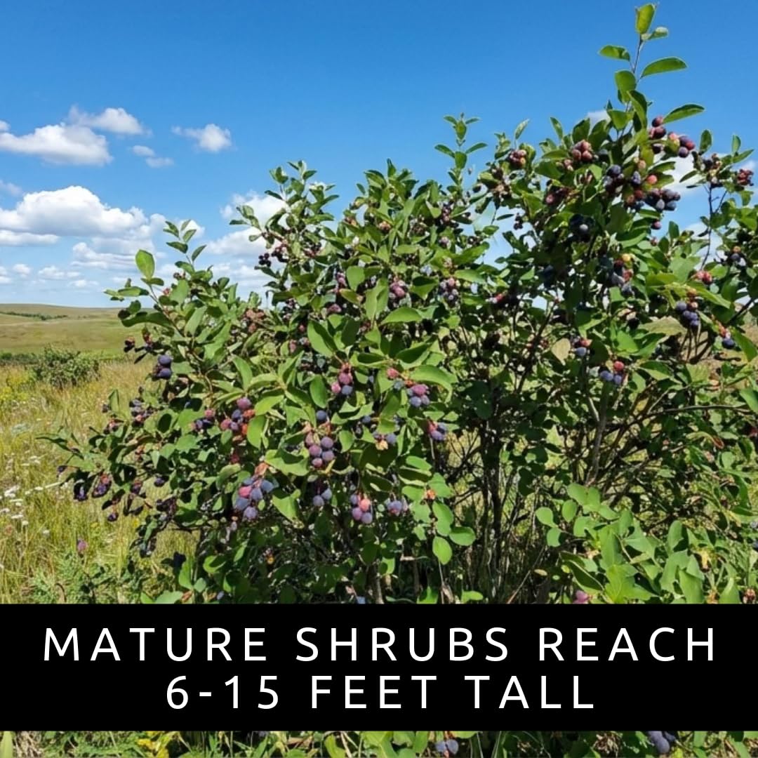 Saskatoon Serviceberry Bush Plants for Growing - (Amelanchier alnifolia) Juneberry Bushes - Hardy Edible Berry Shrubs for Backyard Gardens, Pollinator-Friendly, White Flowers (2 Plants)