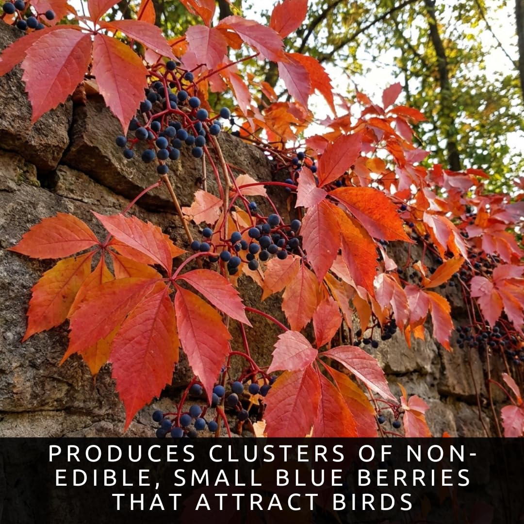 3 Virginia Creeper Live Bare Root Plants | Fast Growing Climbing Vine Rootstock for Planting | Hardy Parthenocissus quinquefolia Vine for Fences, Walls & Privacy Coverage (3 Plants)