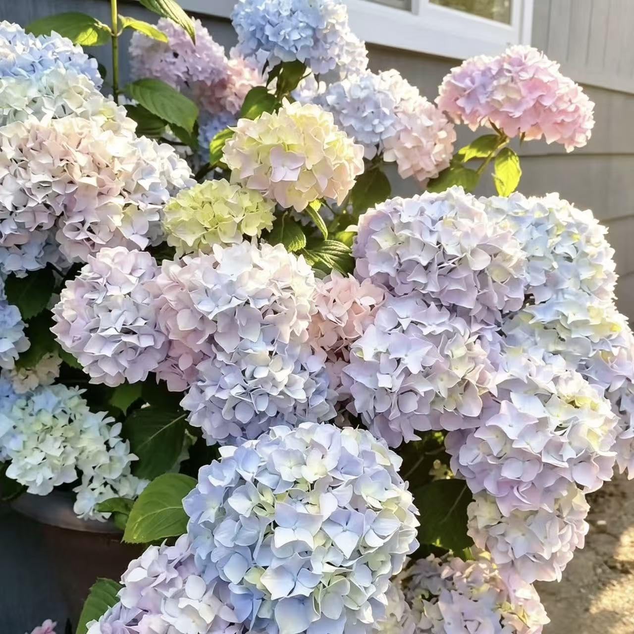 Hydrangea Seeds for Perennial Flowering Shrubs – 200 or 400 Seeds for Growing Large Bloom Clusters in Garden Borders, Hedges and Containers, Ideal for Partial Shade Landscapes (Mix,200)