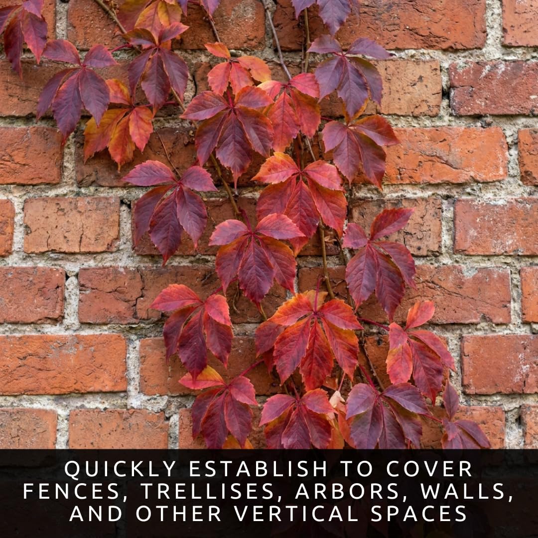 3 Virginia Creeper Live Bare Root Plants | Fast Growing Climbing Vine Rootstock for Planting | Hardy Parthenocissus quinquefolia Vine for Fences, Walls & Privacy Coverage (3 Plants)