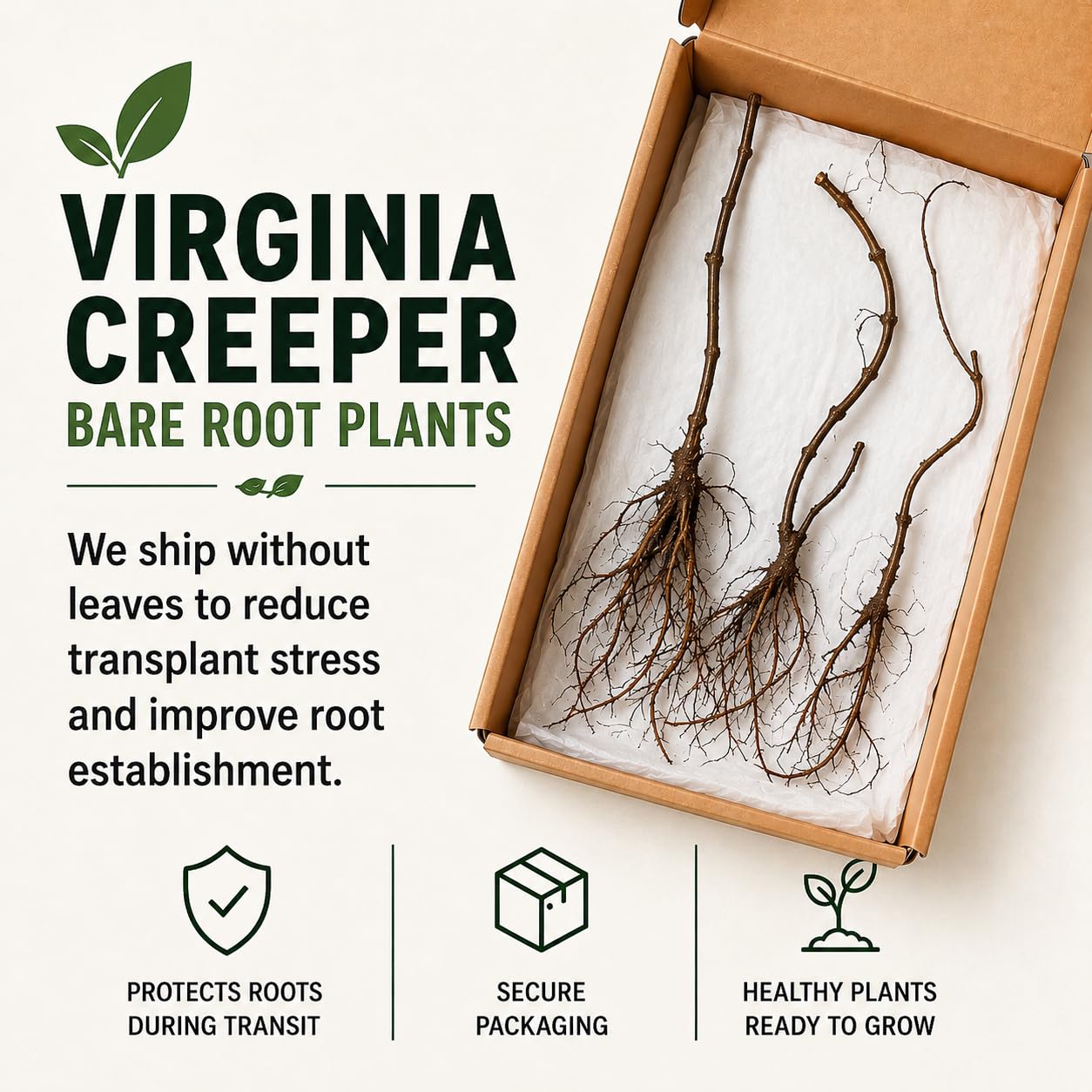 3 Virginia Creeper Live Bare Root Plants | Fast Growing Climbing Vine Rootstock for Planting | Hardy Parthenocissus quinquefolia Vine for Fences, Walls & Privacy Coverage (3 Plants)